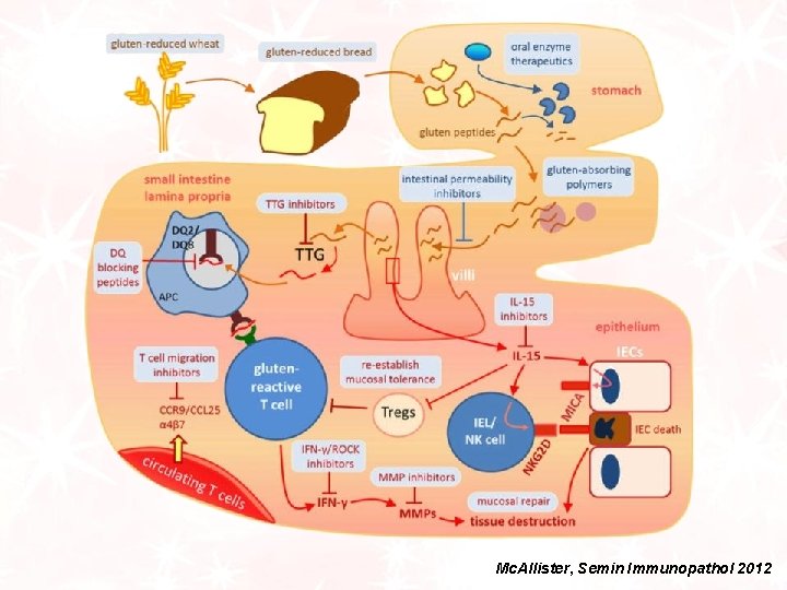 Mc. Allister, Semin Immunopathol 2012 