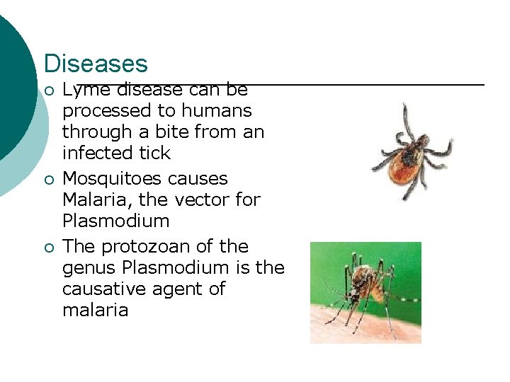 Diseases ¡ ¡ ¡ Lyme disease can be processed to humans through a bite