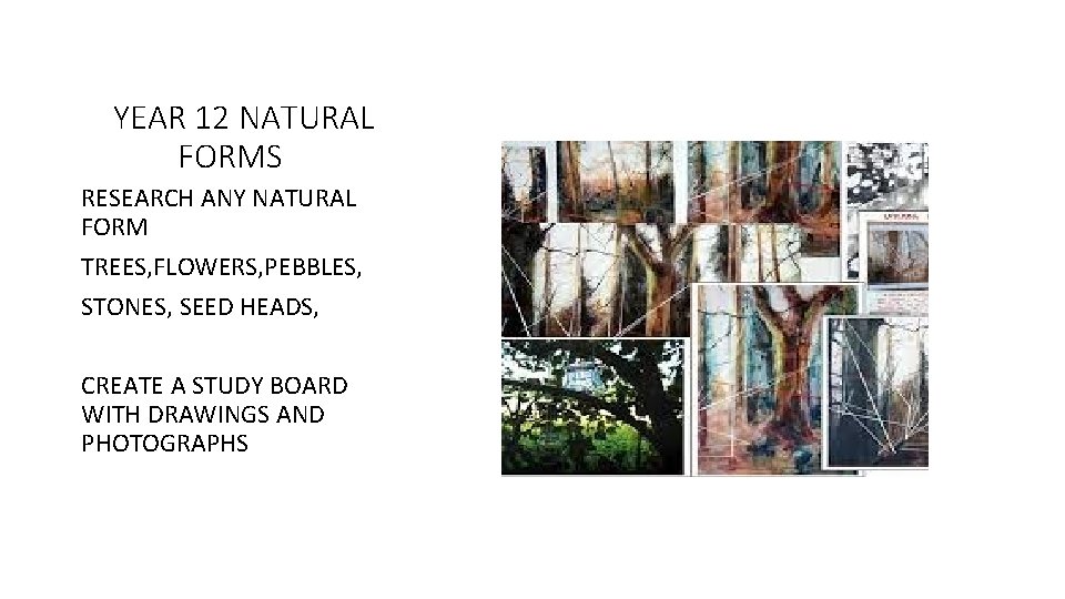 YEAR 12 NATURAL FORMS RESEARCH ANY NATURAL FORM TREES, FLOWERS, PEBBLES, STONES, SEED HEADS,