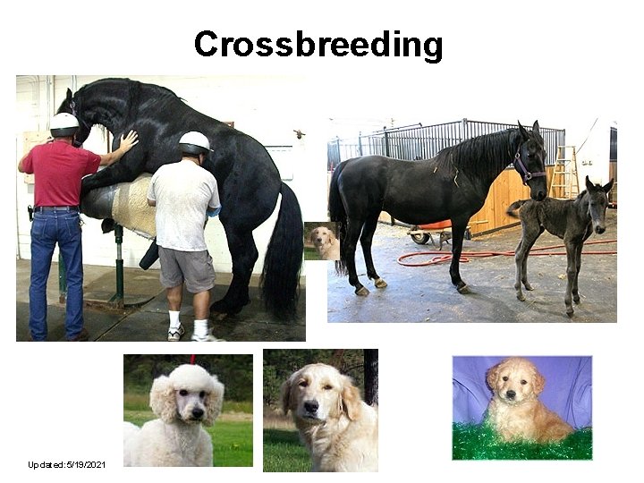 Crossbreeding Updated: 5/19/2021 