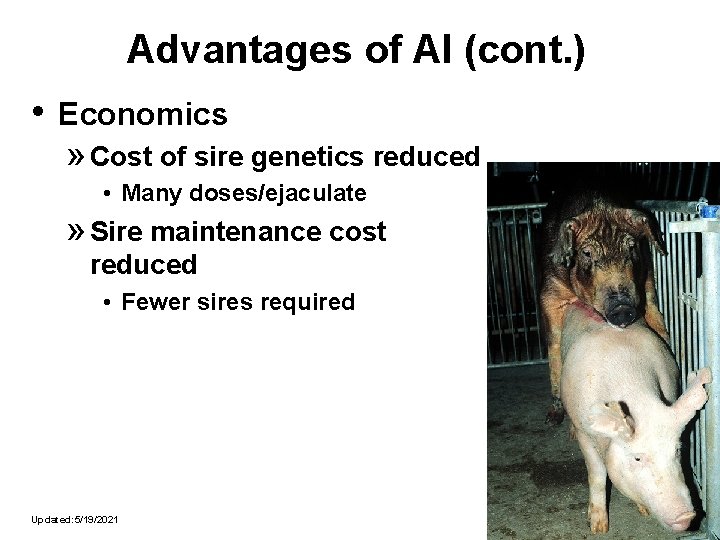 Advantages of AI (cont. ) • Economics » Cost of sire genetics reduced •