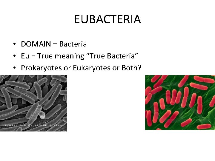 EUBACTERIA • DOMAIN = Bacteria • Eu = True meaning “True Bacteria” • Prokaryotes EUBACTERIA • DOMAIN = Bacteria • Eu = True meaning “True Bacteria” • Prokaryotes