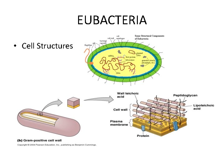 EUBACTERIA • Cell Structures EUBACTERIA • Cell Structures