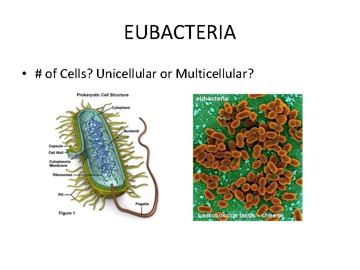 EUBACTERIA • # of Cells? Unicellular or Multicellular? EUBACTERIA • # of Cells? Unicellular or Multicellular?