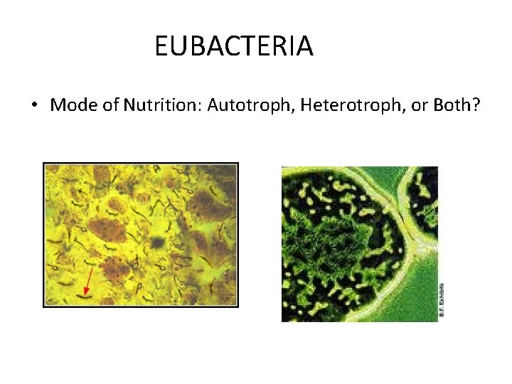 EUBACTERIA • Mode of Nutrition: Autotroph, Heterotroph, or Both? EUBACTERIA • Mode of Nutrition: Autotroph, Heterotroph, or Both?