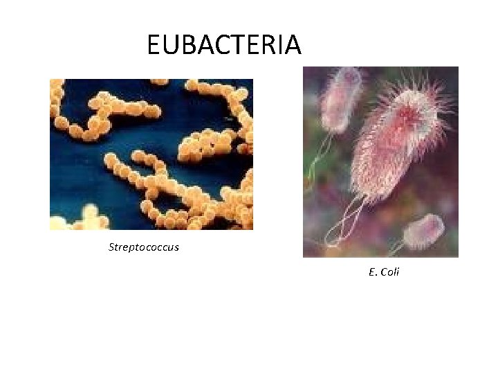 EUBACTERIA Streptococcus E. Coli EUBACTERIA Streptococcus E. Coli