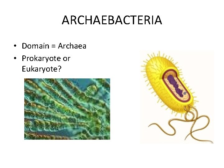 ARCHAEBACTERIA • Domain = Archaea • Prokaryote or Eukaryote? ARCHAEBACTERIA • Domain = Archaea • Prokaryote or Eukaryote?