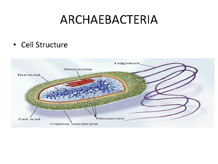 ARCHAEBACTERIA • Cell Structure ARCHAEBACTERIA • Cell Structure