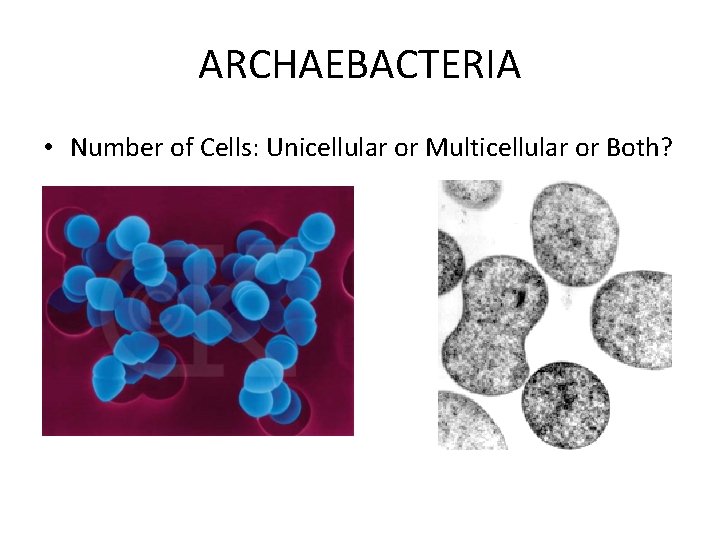 ARCHAEBACTERIA • Number of Cells: Unicellular or Multicellular or Both? ARCHAEBACTERIA • Number of Cells: Unicellular or Multicellular or Both?