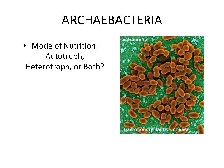 ARCHAEBACTERIA • Mode of Nutrition: Autotroph, Heterotroph, or Both? ARCHAEBACTERIA • Mode of Nutrition: Autotroph, Heterotroph, or Both?