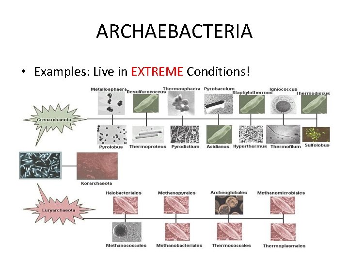 ARCHAEBACTERIA • Examples: Live in EXTREME Conditions! ARCHAEBACTERIA • Examples: Live in EXTREME Conditions!