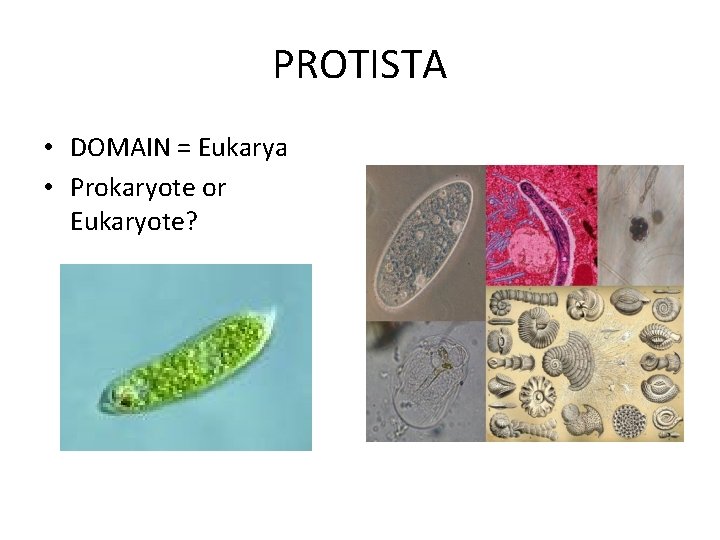 PROTISTA • DOMAIN = Eukarya • Prokaryote or Eukaryote? PROTISTA • DOMAIN = Eukarya • Prokaryote or Eukaryote?