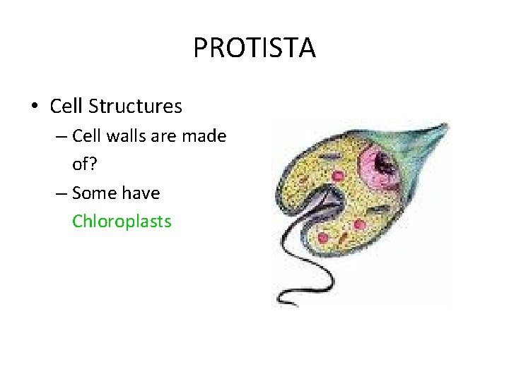PROTISTA • Cell Structures – Cell walls are made of? – Some have Chloroplasts PROTISTA • Cell Structures – Cell walls are made of? – Some have Chloroplasts