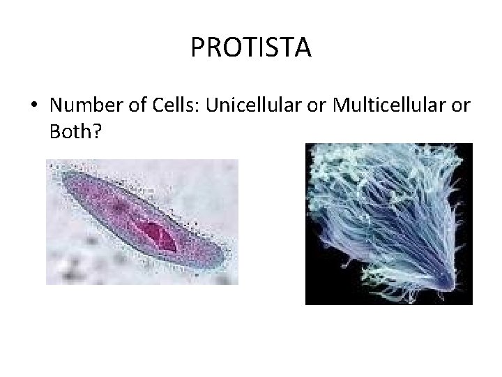 PROTISTA • Number of Cells: Unicellular or Multicellular or Both? PROTISTA • Number of Cells: Unicellular or Multicellular or Both?
