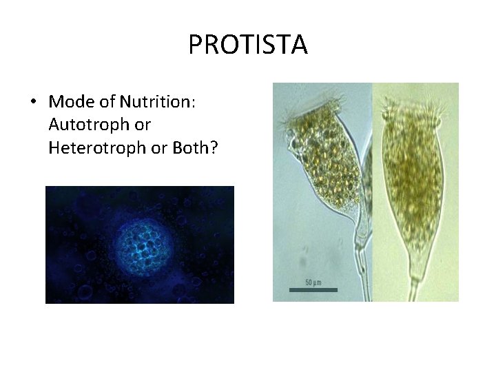 PROTISTA • Mode of Nutrition: Autotroph or Heterotroph or Both? PROTISTA • Mode of Nutrition: Autotroph or Heterotroph or Both?
