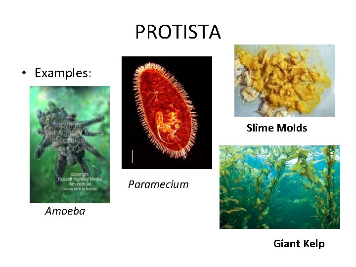 PROTISTA • Examples: Slime Molds Paramecium Amoeba Giant Kelp PROTISTA • Examples: Slime Molds Paramecium Amoeba Giant Kelp