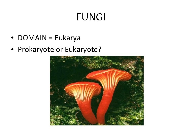 FUNGI • DOMAIN = Eukarya • Prokaryote or Eukaryote? FUNGI • DOMAIN = Eukarya • Prokaryote or Eukaryote?