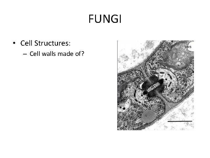 FUNGI • Cell Structures: – Cell walls made of? FUNGI • Cell Structures: – Cell walls made of?