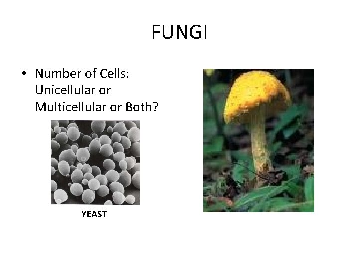FUNGI • Number of Cells: Unicellular or Multicellular or Both? YEAST FUNGI • Number of Cells: Unicellular or Multicellular or Both? YEAST