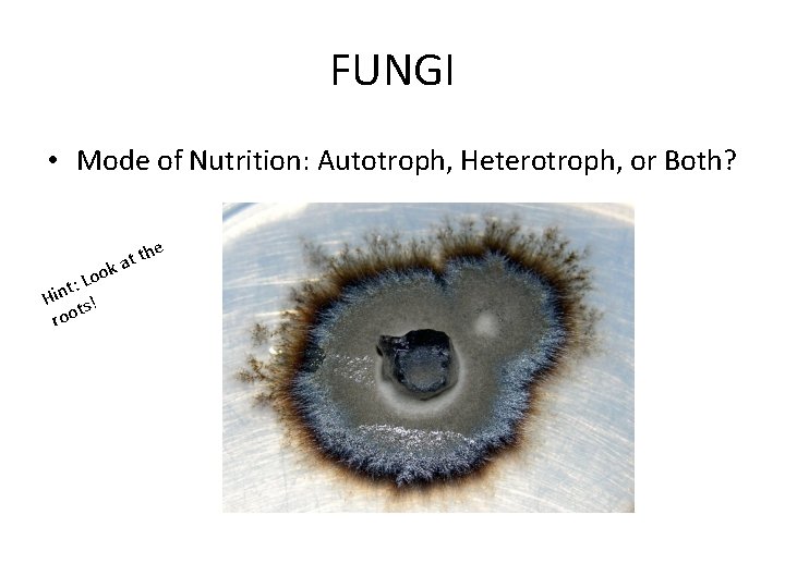 FUNGI • Mode of Nutrition: Autotroph, Heterotroph, or Both? Loo : t Hin s! FUNGI • Mode of Nutrition: Autotroph, Heterotroph, or Both? Loo : t Hin s!