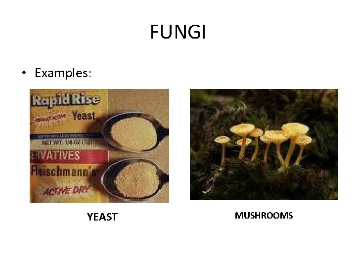FUNGI • Examples: YEAST MUSHROOMS FUNGI • Examples: YEAST MUSHROOMS