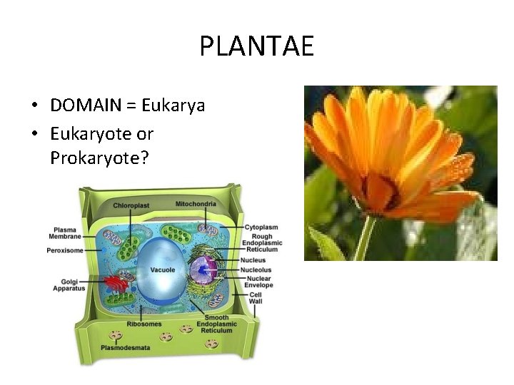 PLANTAE • DOMAIN = Eukarya • Eukaryote or Prokaryote? PLANTAE • DOMAIN = Eukarya • Eukaryote or Prokaryote?