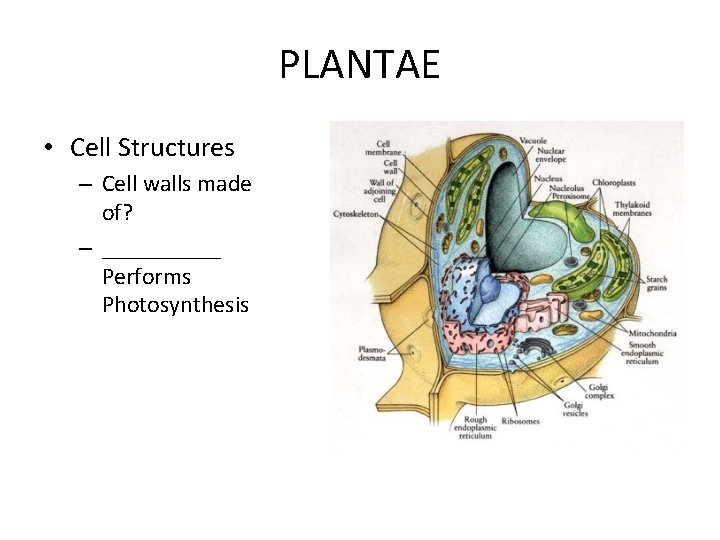 PLANTAE • Cell Structures – Cell walls made of? – _____ Performs Photosynthesis PLANTAE • Cell Structures – Cell walls made of? – _____ Performs Photosynthesis