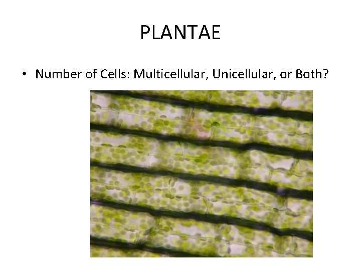 PLANTAE • Number of Cells: Multicellular, Unicellular, or Both? PLANTAE • Number of Cells: Multicellular, Unicellular, or Both?