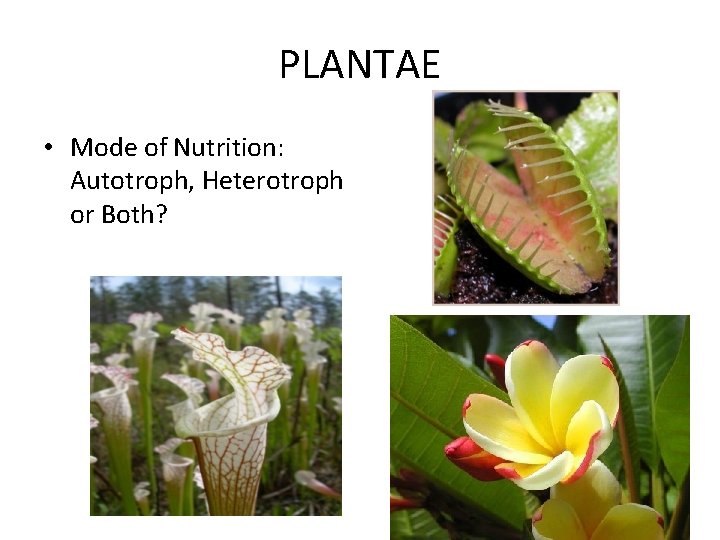 PLANTAE • Mode of Nutrition: Autotroph, Heterotroph or Both? PLANTAE • Mode of Nutrition: Autotroph, Heterotroph or Both?