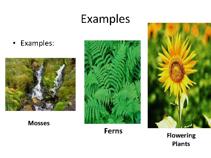 Examples • Examples: Mosses Ferns Flowering Plants Examples • Examples: Mosses Ferns Flowering Plants