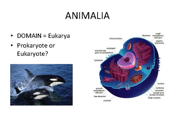 ANIMALIA • DOMAIN = Eukarya • Prokaryote or Eukaryote? ANIMALIA • DOMAIN = Eukarya • Prokaryote or Eukaryote?