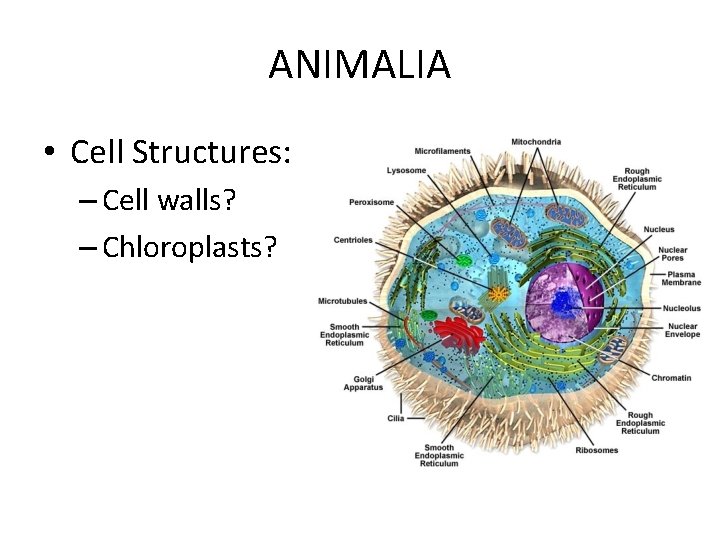 ANIMALIA • Cell Structures: – Cell walls? – Chloroplasts? ANIMALIA • Cell Structures: – Cell walls? – Chloroplasts?