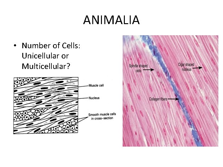ANIMALIA • Number of Cells: Unicellular or Multicellular? ANIMALIA • Number of Cells: Unicellular or Multicellular?