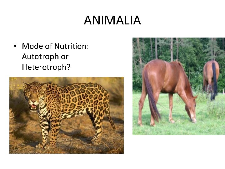 ANIMALIA • Mode of Nutrition: Autotroph or Heterotroph? ANIMALIA • Mode of Nutrition: Autotroph or Heterotroph?