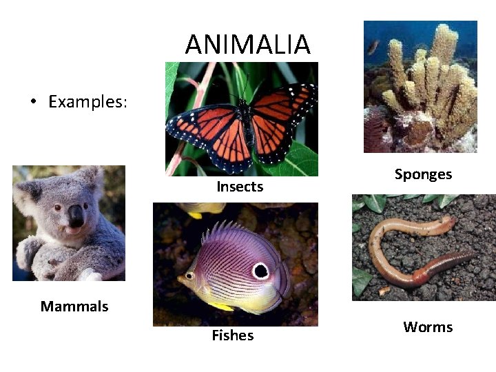 ANIMALIA • Examples: Insects Sponges Mammals Fishes Worms ANIMALIA • Examples: Insects Sponges Mammals Fishes Worms
