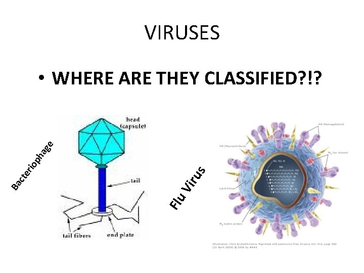 VIRUSES us Vir Flu Ba cte rio ph ag e • WHERE ARE THEY VIRUSES us Vir Flu Ba cte rio ph ag e • WHERE ARE THEY