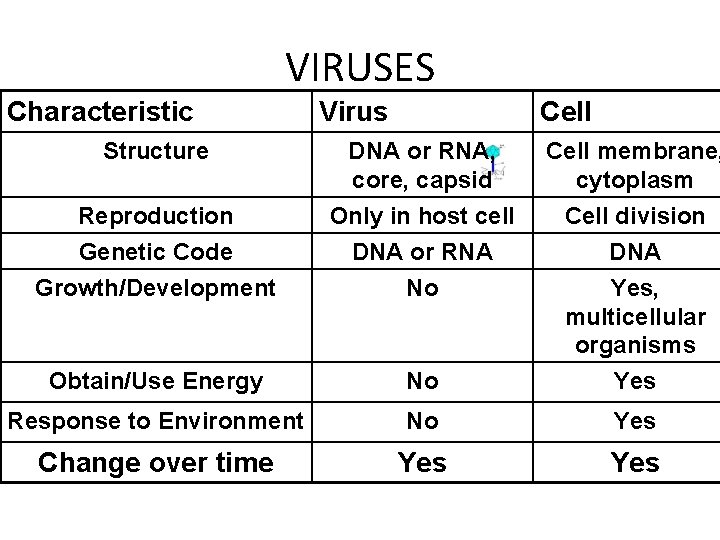 VIRUSES Characteristic Virus Cell Structure DNA or RNA, core, capsid Cell membrane, cytoplasm Reproduction VIRUSES Characteristic Virus Cell Structure DNA or RNA, core, capsid Cell membrane, cytoplasm Reproduction