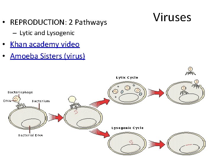 • REPRODUCTION: 2 Pathways – Lytic and Lysogenic • Khan academy video • • REPRODUCTION: 2 Pathways – Lytic and Lysogenic • Khan academy video •