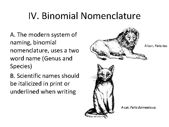 IV. Binomial Nomenclature A. The modern system of naming, binomial nomenclature, uses a two IV. Binomial Nomenclature A. The modern system of naming, binomial nomenclature, uses a two