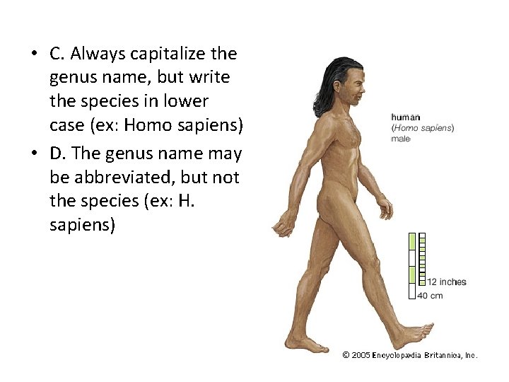 • C. Always capitalize the genus name, but write the species in lower • C. Always capitalize the genus name, but write the species in lower