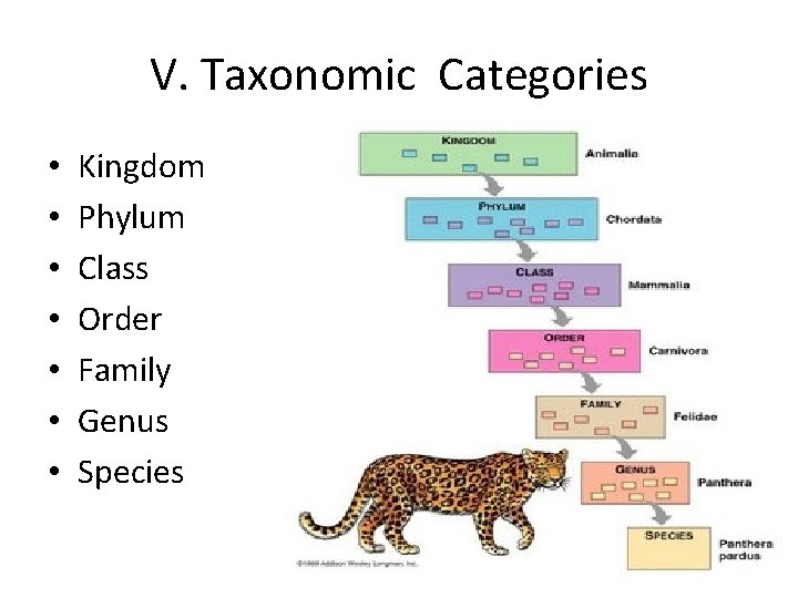 V. Taxonomic Categories • • Kingdom Phylum Class Order Family Genus Species V. Taxonomic Categories • • Kingdom Phylum Class Order Family Genus Species