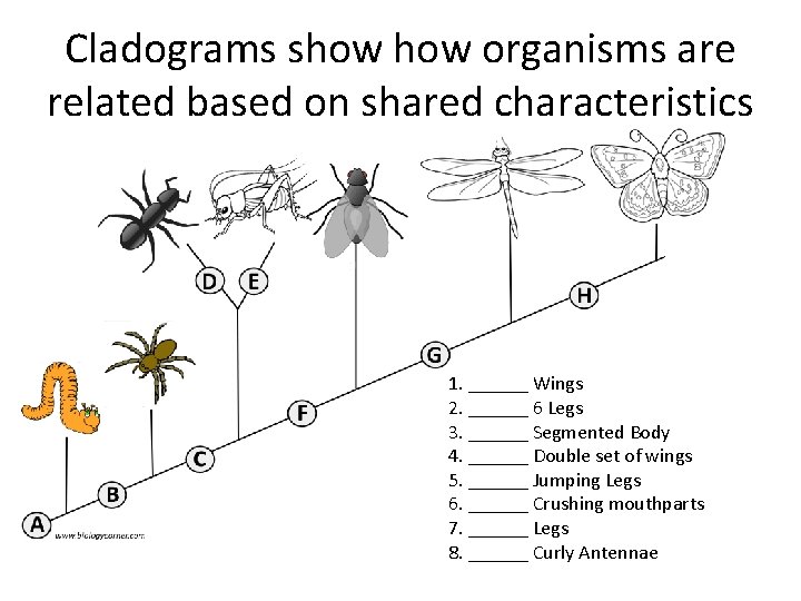 Cladograms show organisms are related based on shared characteristics 1. ______ Wings 2. ______ Cladograms show organisms are related based on shared characteristics 1. ______ Wings 2. ______