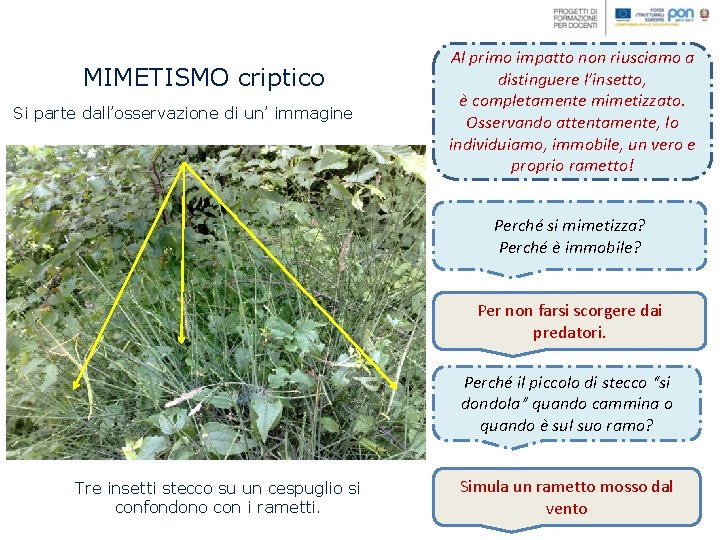 MIMETISMO criptico Si parte dall’osservazione di un’ immagine Al primo impatto non riusciamo a