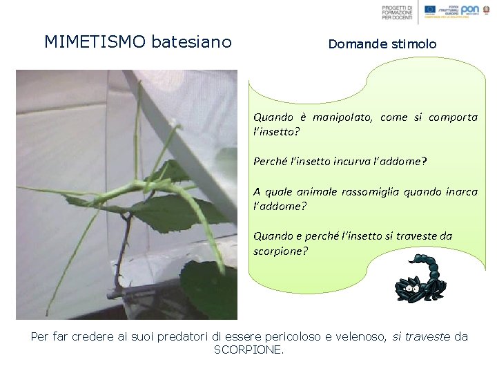 MIMETISMO batesiano Domande stimolo Quando è manipolato, come si comporta l’insetto? Perché l’insetto incurva