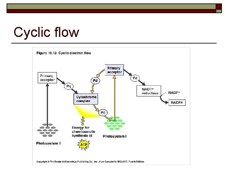 Structure of chlorophyll molecule o Long nonpolar hydrophobic