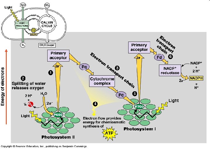 Structure of chlorophyll molecule o Long nonpolar hydrophobic