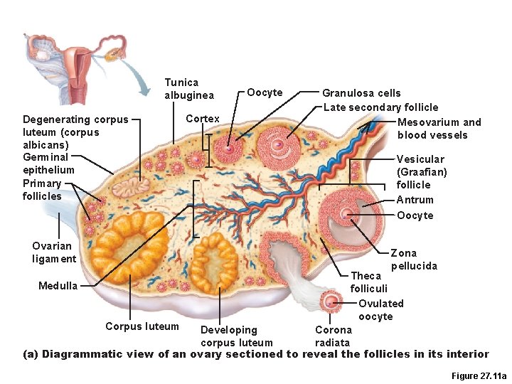 Tunica albuginea Degenerating corpus luteum (corpus albicans) Germinal epithelium Primary follicles Ovarian ligament Cortex Tunica albuginea Degenerating corpus luteum (corpus albicans) Germinal epithelium Primary follicles Ovarian ligament Cortex
