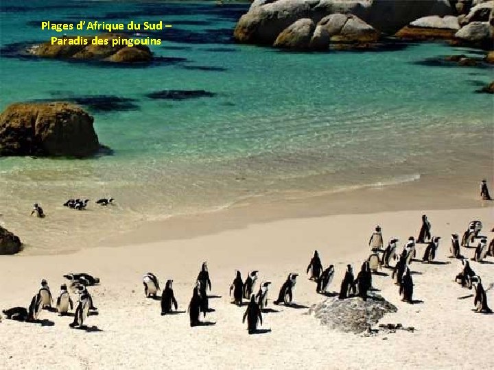 Plages d’Afrique du Sud – Paradis des pingouins 