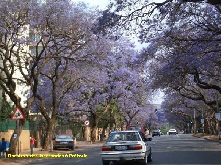 Floraison des Jacarandas à Prétoria 