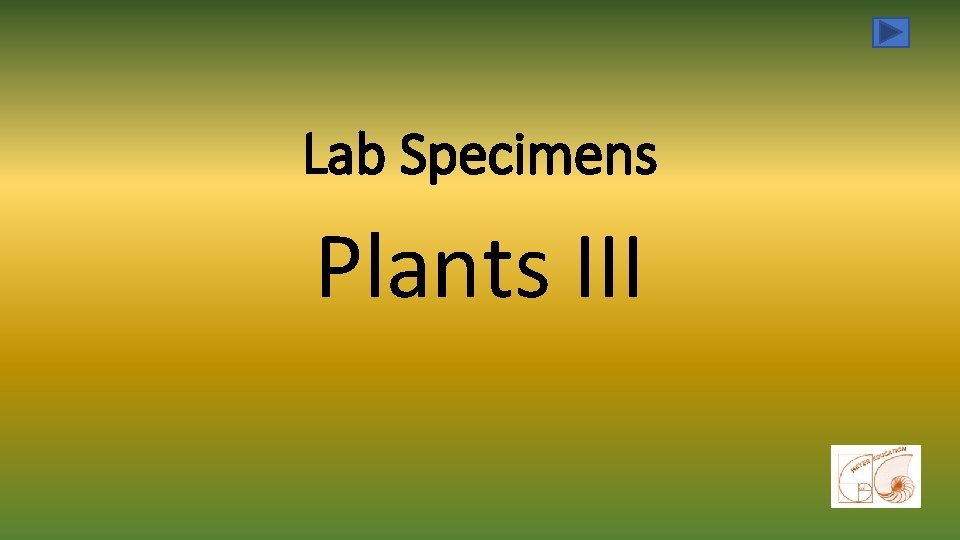 Lab Specimens Plants III 